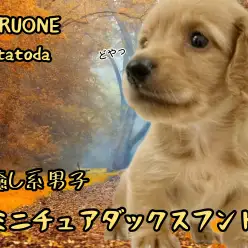 【 ミニチュア・ダックスフンド  】ゴールドカラーに身を包んだ癒し系男子！