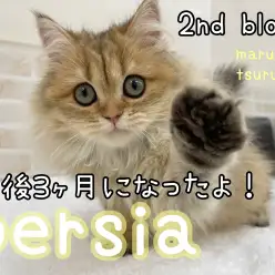 【 ペルシャ 】2ndブログ！生後3ヶ月になったよ！