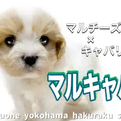 【 MIX 】抜群の癒され度!魅力たっぷりな大注目MIX犬マルキャバが降臨!