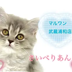 【 サイベリアン 】美しい容姿とレアカラー！もこふわボディのキュートにゃんこ