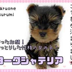 【 ヨークシャーテリア 】整ったお顔!おっとりした性格の女の子!