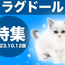 【 ラグドール特集 】10/12現在在店中の青い瞳の美猫！最新の写真も公開中！