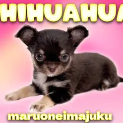 【 チワワ 】 生後57日体重477g！チョコタンカラーの極小チワワが聖地に降臨