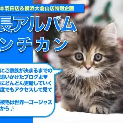 【 マンチカン 】ドールフェイスの超美形ニャンコ！マンチカンちゃんの成長日記