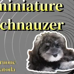 【 ミニチュアシュナウザー 】生後3か月たった今！美しさへの成長が止まらない！