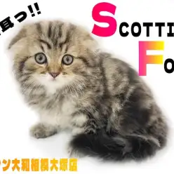 【 スコティッシュフォールド 】心をくすぐる垂れ耳&丸顔の美形にゃんこが登場！