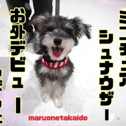 【 ミニチュアシュナウザー 】初めて見る外の世界!シュナちゃんお散歩デビュー!