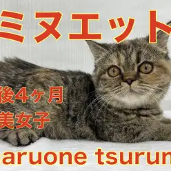 【 ミヌエット 】2ndブログ!ワクチンプログラムも終わり華麗に成長中!