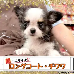 【 チワワ 】これぞ童顔可愛い系チワワ！リトルプレミアムガール