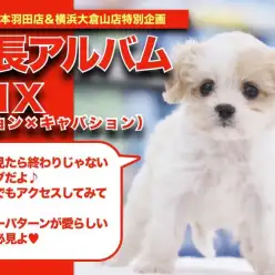 【 MIX 】ビション×キャバションちゃんのゲキカワ成長アルバム