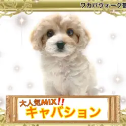 【 MIX 】見逃さないで！入店5日で家族が決まるSNSで大注目MIX