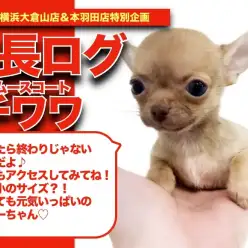 【 スムチーちゃんの成長アルバム 】極小！珍しいスムースコートチワワちゃんの成長記！