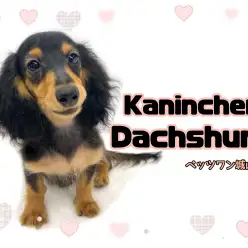 【 カニンヘン・ダックスフント 】生後4ヶ月のダッちゃんは今日も元気いっぱい！