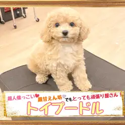 【 トイプードル 】甘えん坊だけどお手入れの時は我慢強い優等生プーちゃん
