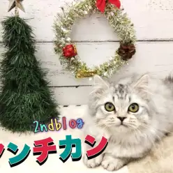 【 マンチカン 】マイペース度UP!生後4ヶ月を迎えた癒し系マンチカンの成長記録