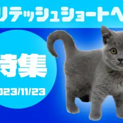 【 ブリテッシュショートヘア特集 】11/23現在全店舗のまるまるブリちゃん！