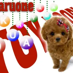 【 トイプードル 】アイドルフェイスな女の子！コンパクトサイズに成長中！