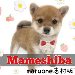 【 豆柴 】誰もが豆ちゃんに釘付け！日本犬代表の可愛すぎる豆ちゃんがついに登場！