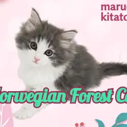 【 ノルウェージャンフォレストキャット 】将来有望！人見知りゼロの美猫ちゃん