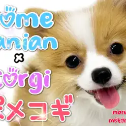 【 MIX 】奇跡のような可愛さを誇るポメコギたん！