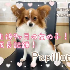 【 パピヨン 】生後9ヶ月の女の子！成長記録！