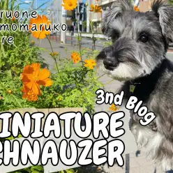 【 ミニチュアシュナウザー 】笑顔炸裂！大好きなお散歩に密着3ndブログ！