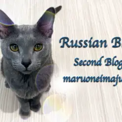 【 ロシアンブルー 】猫との多頭もできる膝の上が大好きな生後9ヶ月の温厚ニャンコ