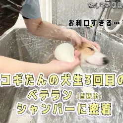 【 コーギー 】お利口すぎて動じないこぎたんの犬生3回目シャンプーに密着！