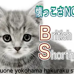 【 ブリティッシュショートヘア 】外見も性格もパーフェクトな超甘えん坊ニャンコ！