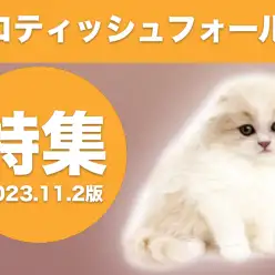 【 スコティッシュフォールド特集 】11/2現在在店中の大人気猫種をご紹介！