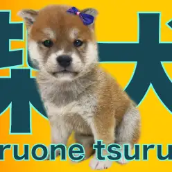 【 柴犬 】たぬき顔のこれぞ和犬!むっちりボディの男の子!