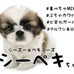 【 シーズー×ペキニーズ 】鼻ぺちゃ界の七変化ガール！シーペキちゃんがやってきた