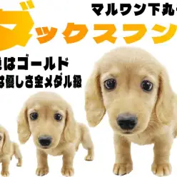 【 ミニチュアダックスフント 】おっとりマイペースな末っ子キャラの男の子！