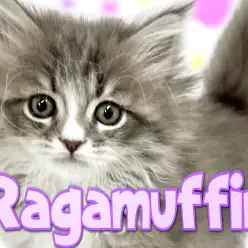 【 ラガマフィン 】ふわもふクールな絶世の美にゃんこ！