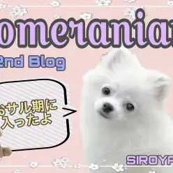 【 ポメラニアン 】2ndブログ サル期に突入しても可愛いポメちゃん