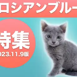 【 ロシアンブルー特集 】11/9現在在店中の短毛・ブルーの美猫をご紹介！