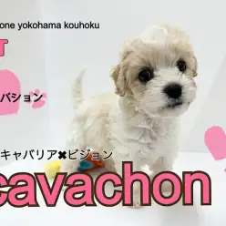 【キャバション】SMSでも人気上昇スペシャルキュートなキャバションちゃん