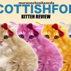 【 スコティッシュフォールド 】圧巻の毛量にイチコロ！！至福のクオリティニャンコ！