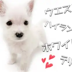 【 ウエストハイランドホワイトテリア 】賢く勇敢!その名も希少犬種ウエスティー