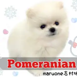 【 ポメラニアン 】反則級のポメくんが登場！プレミアムなポメくんに一目惚れ注意！