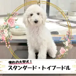 【 スタンダード・プードル 】圧倒的な安心感!憧れの毛の抜けづらい大型犬!