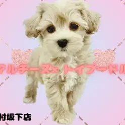 【 マルチーズ×トイプードル 】思わず二度見するほどの小顔！お淑やか系マルプー♪