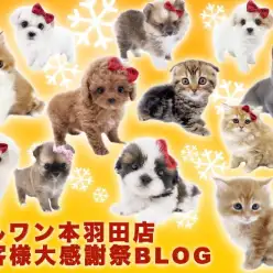 【 お知らせ 】マルワン本羽田店お客様大感謝祭スタート！全頭紹介！