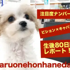 【 MIX 】注目度No.1ビションキャバションちゃんの生後80日経過記録！