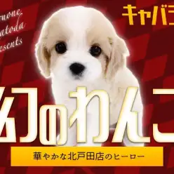 【 キャバリア×ビション 】幻のMIX犬！甘さたっぷりのキャバリーゼ登場！