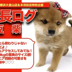 【 豆柴ちゃんの成長アルバム 】垂れたお耳はいつ立ち上がる？豆柴ちゃんの成長記！