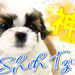 【 シーズー 】「神の使い」と崇められた聖なるわんこ！