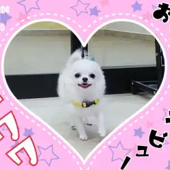 【 チワワ 】 我が推し！遂にお散歩デビュー！フロアのアイドルまっしぐら！