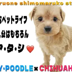 【 MIX 】プードルとチワワのミックス犬！幸せなペットライフの主人公はアタシ！