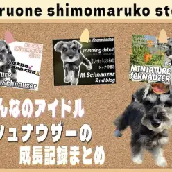 【 ミニチュアシュナウザー 】自慢のアイドル！入店時から現在までの成長記録まとめ